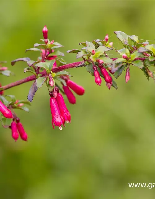 Kleinblättrig Fuchsie