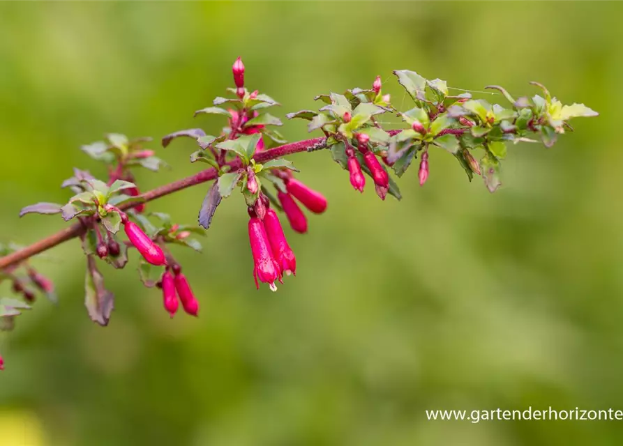 Kleinblättrig Fuchsie