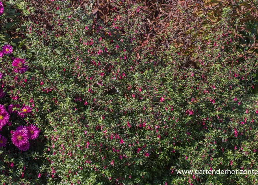 Kleinblättrig Fuchsie