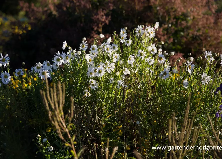 Herbstmargerite