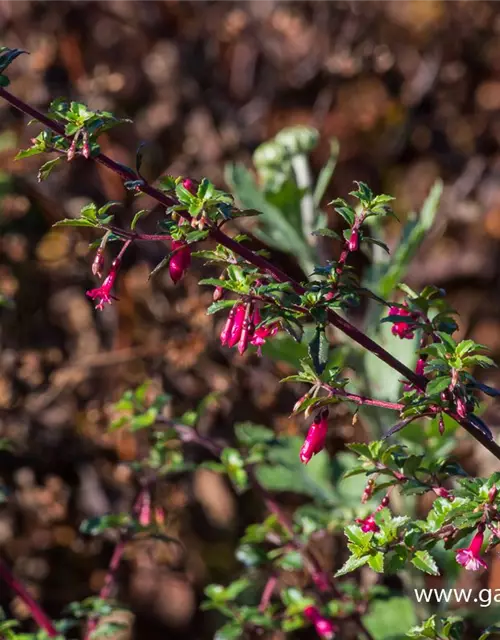 Kleinblättrig Fuchsie