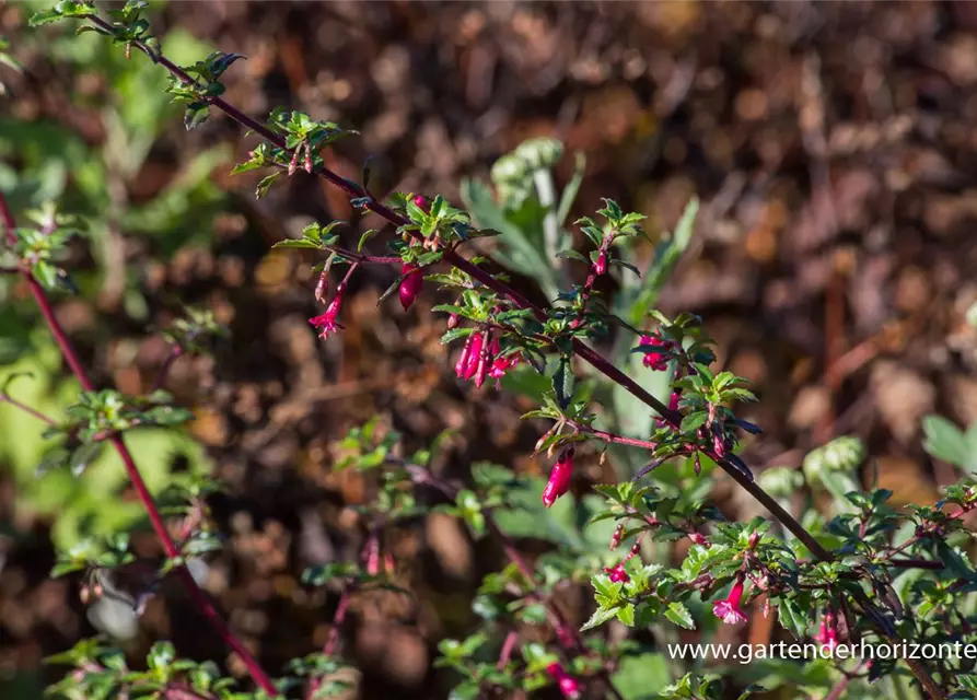 Kleinblättrig Fuchsie