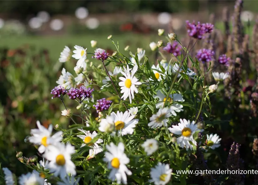 Herbstmargerite