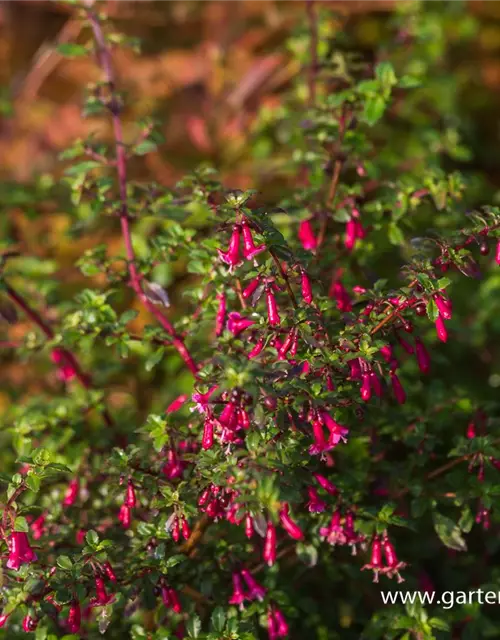 Kleinblättrig Fuchsie