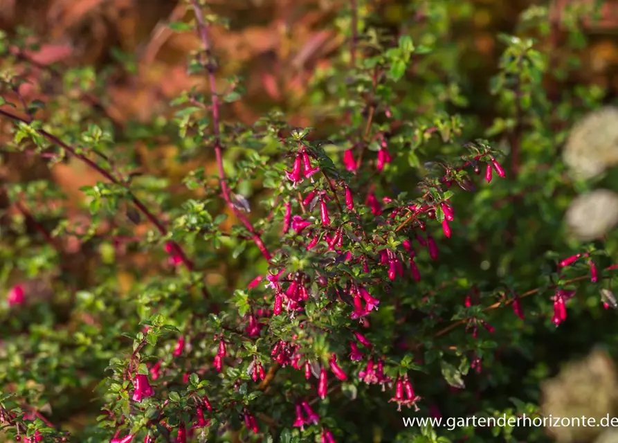 Kleinblättrig Fuchsie