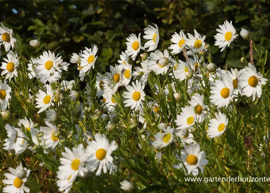 Herbstmargerite