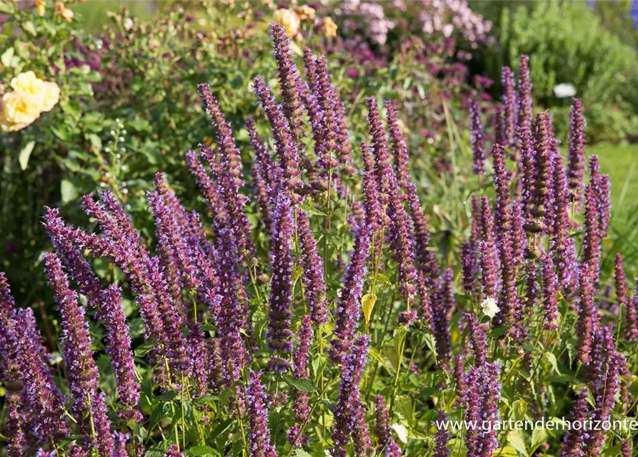 Garten-Duftnessel 'Purple Haze'