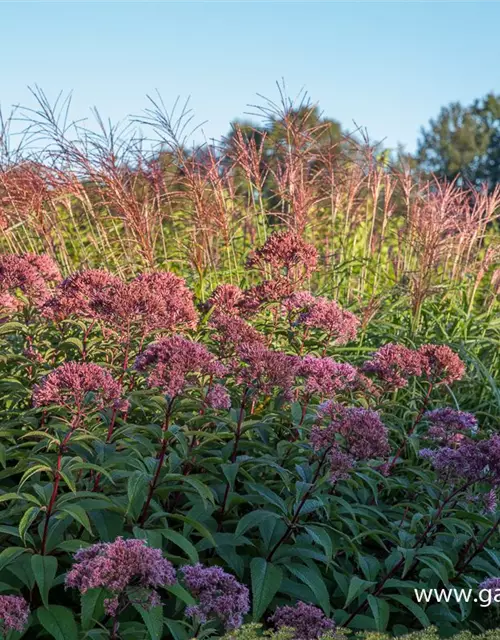 Großer Garten-Wasserdost 'Riesenschirm'