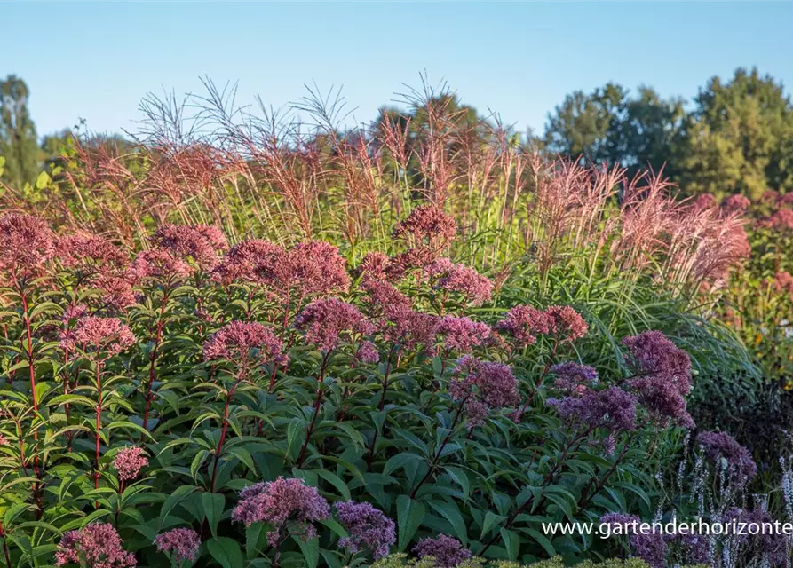 Großer Garten-Wasserdost 'Riesenschirm'