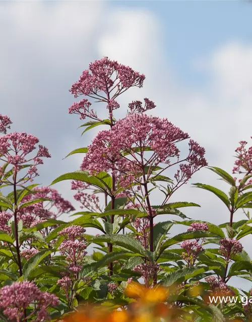 Großer Garten-Wasserdost 'Riesenschirm'