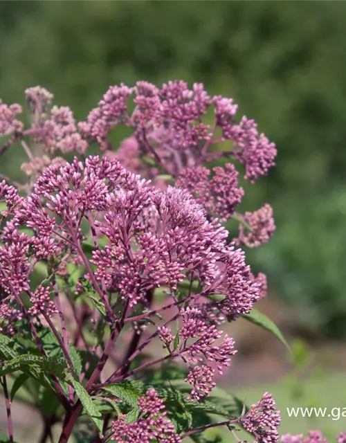 Großer Garten-Wasserdost 'Riesenschirm'