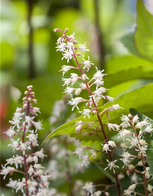 Heucherella(x) tiarell.'Sweet Tea' -R-