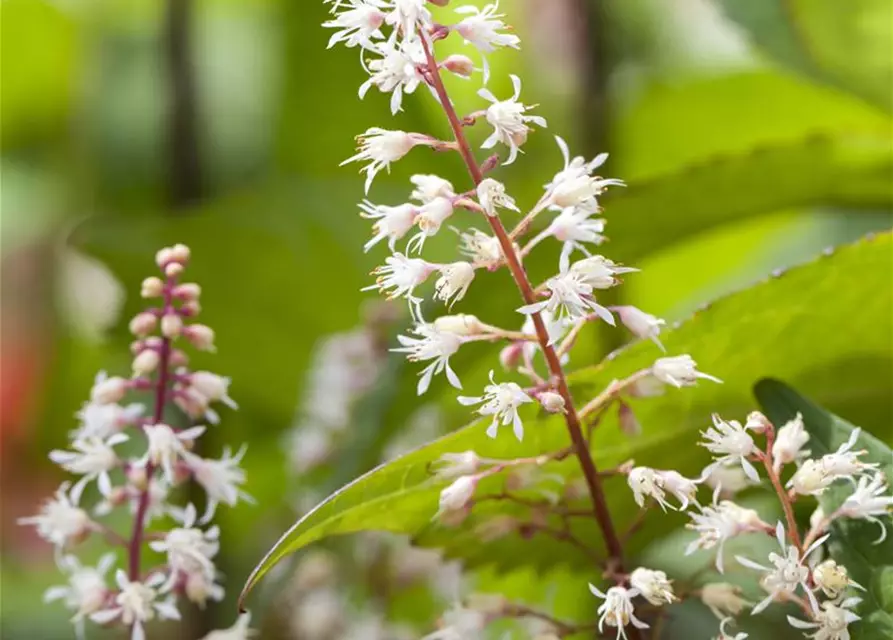 Heucherella(x) tiarell.'Sweet Tea' -R-