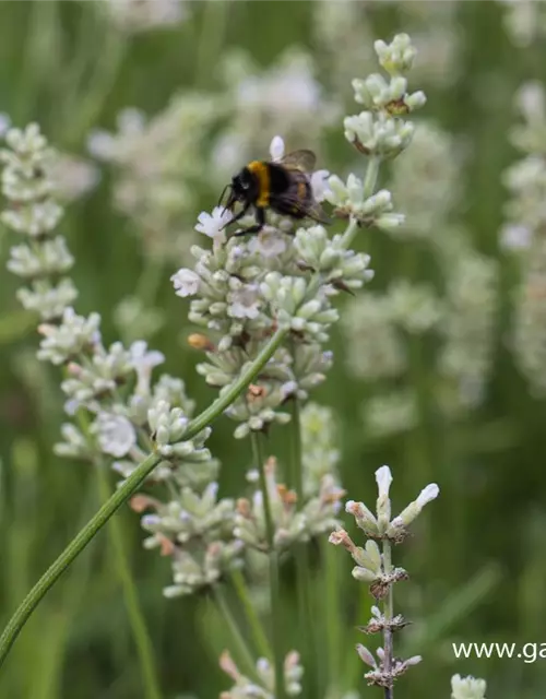 Lavandula angustifolia 'Arctic Snow'