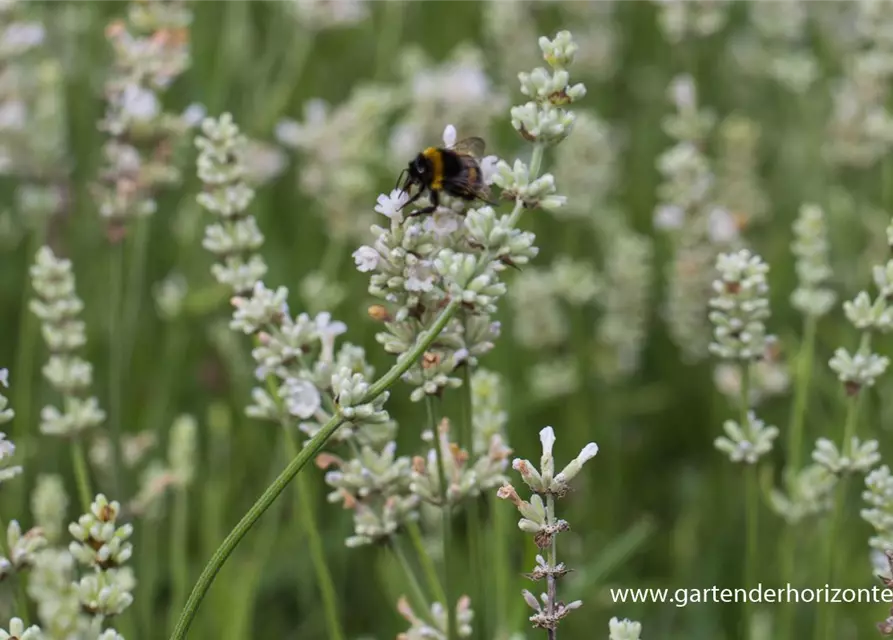 Lavandula angustifolia 'Arctic Snow'