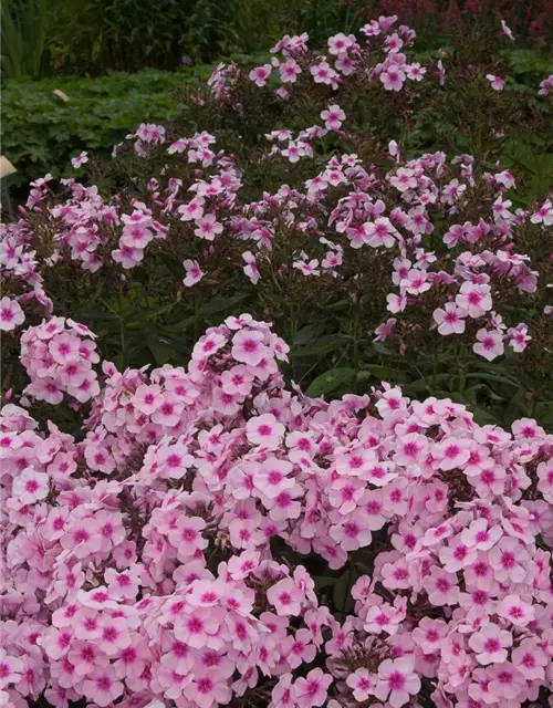 Hohe Garten-Flammenblume