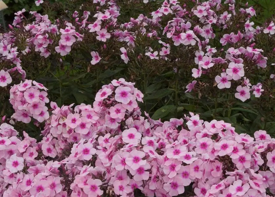 Hohe Garten-Flammenblume