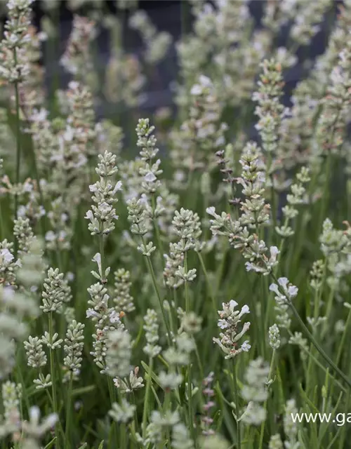 Lavandula angustifolia 'Arctic Snow'