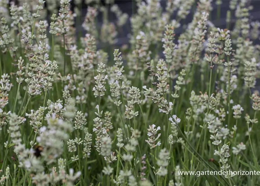 Lavandula angustifolia 'Arctic Snow'