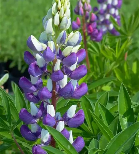 Garten-Lupine 'Kastellan'