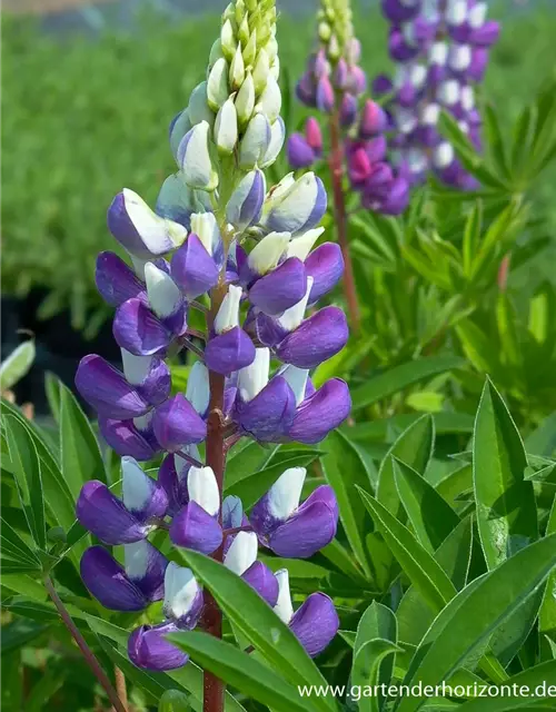 Garten-Lupine 'Kastellan'