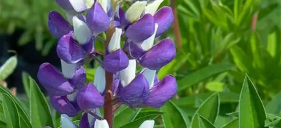 Garten-Lupine 'Kastellan'