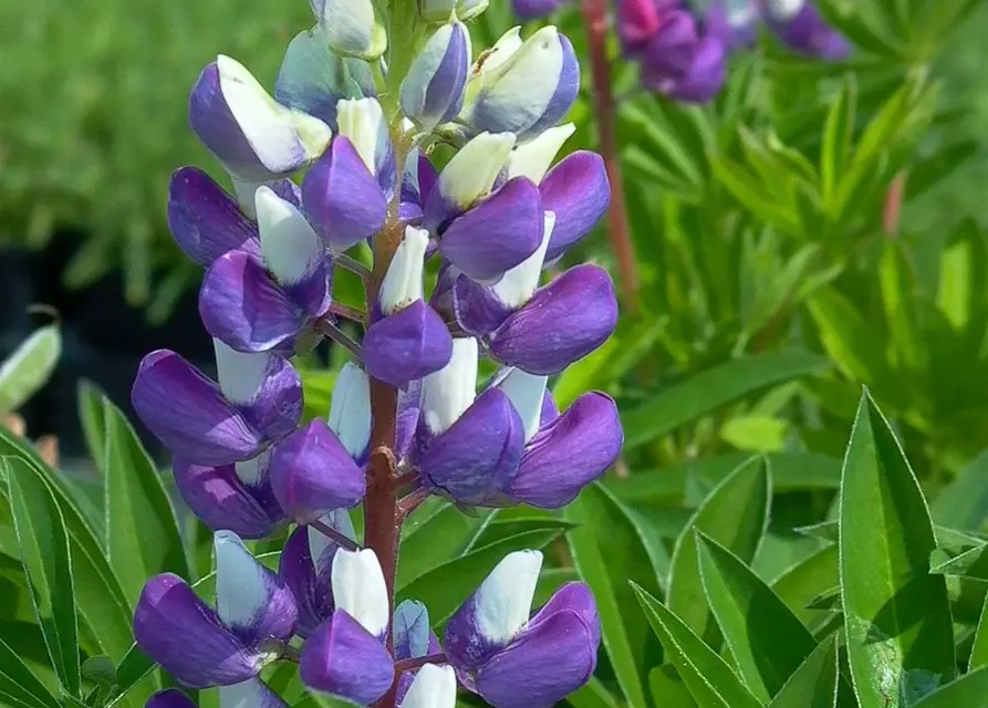 Garten-Lupine 'Kastellan'