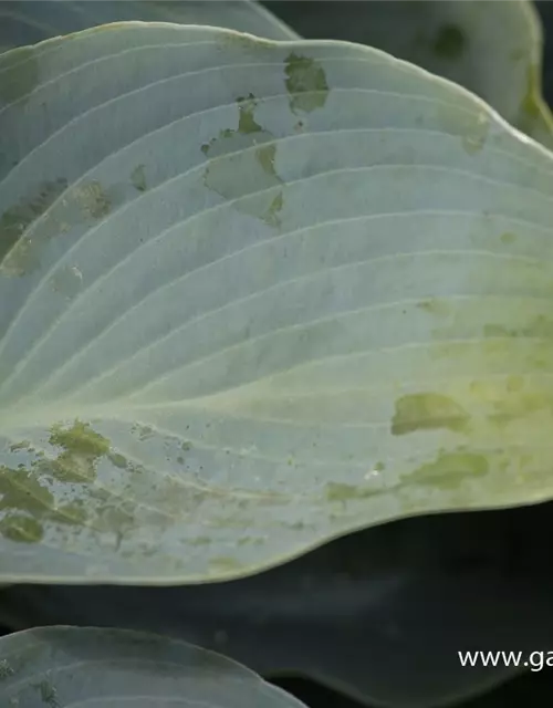 Hosta x tardiana 'Halcyon'