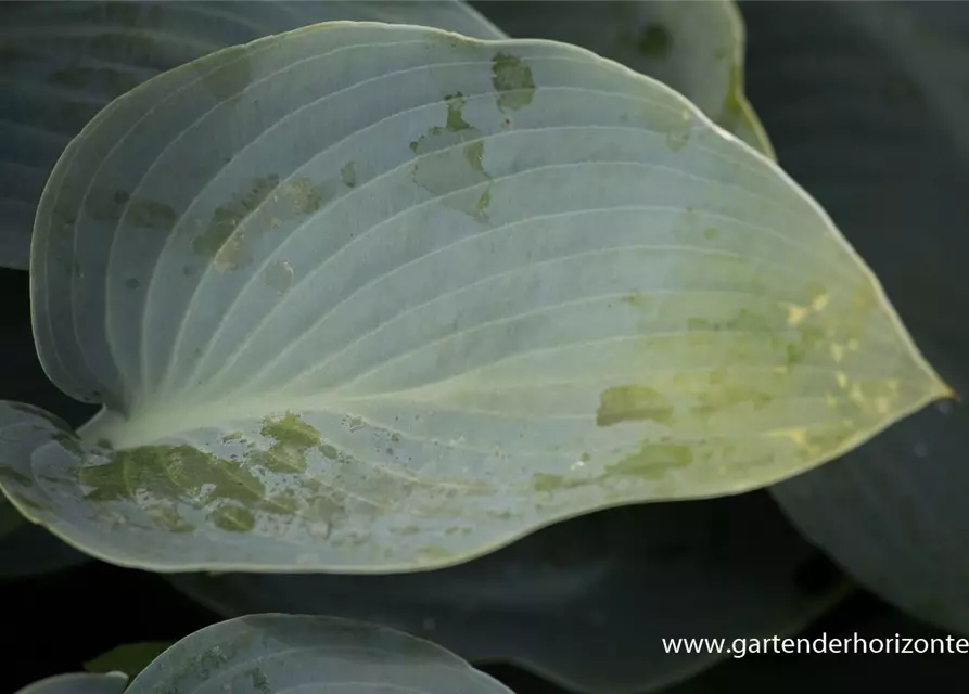 Hosta x tardiana 'Halcyon'