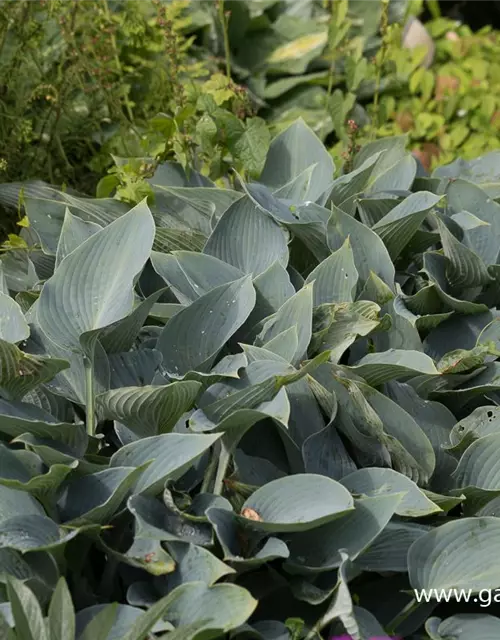 Hosta x tardiana 'Halcyon'