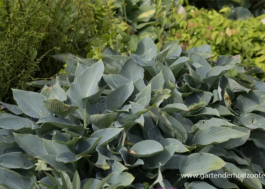 Hosta x tardiana 'Halcyon'