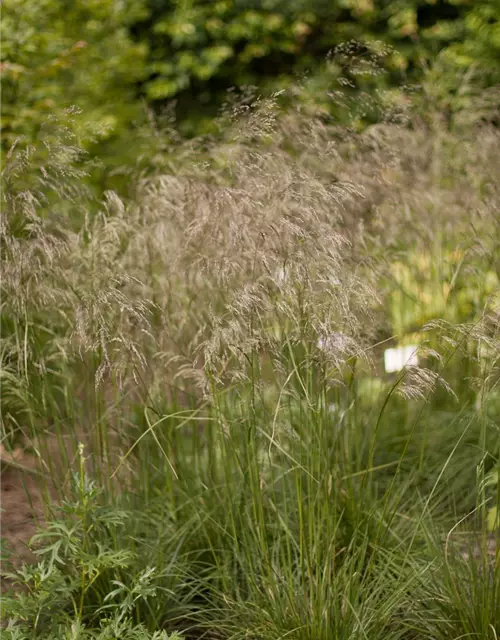 Garten-Schmiele 'Schottland'