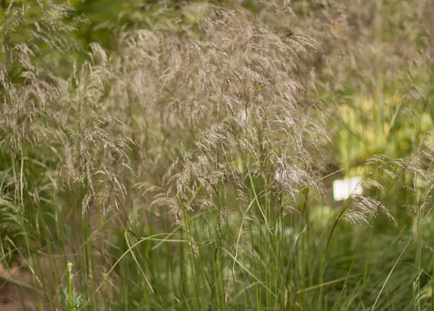 Garten-Schmiele 'Schottland'