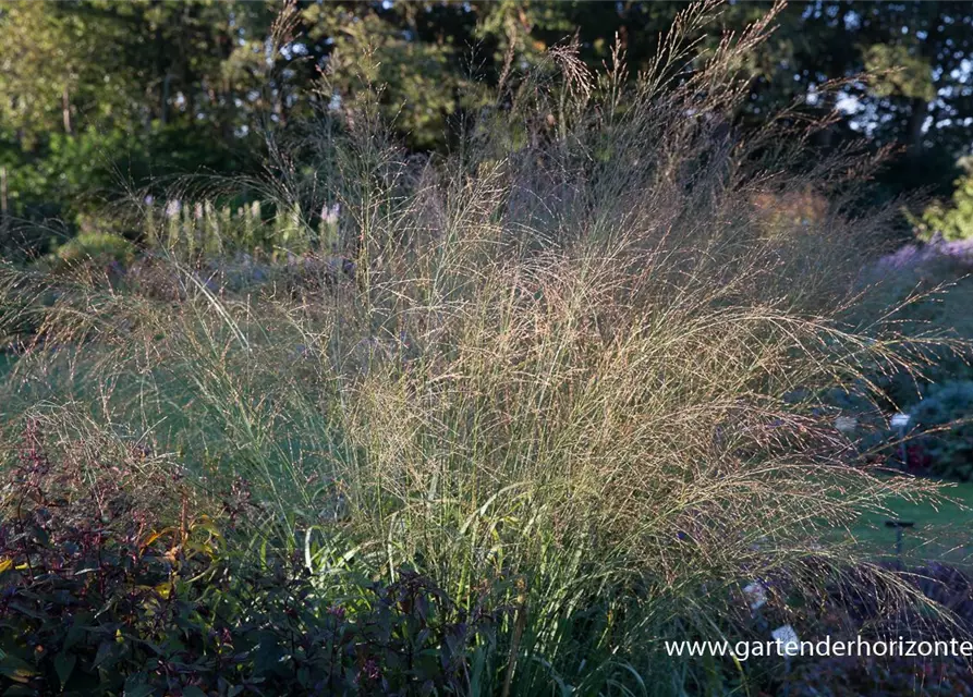 Hohes Garten-Pfeifengras 'Transparent'