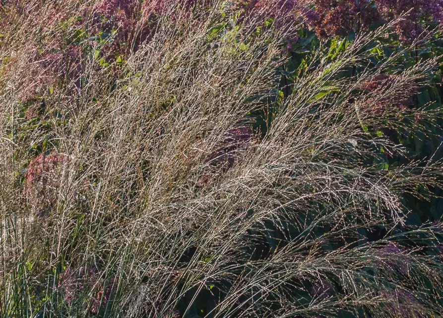 Hohes Garten-Pfeifengras 'Transparent'