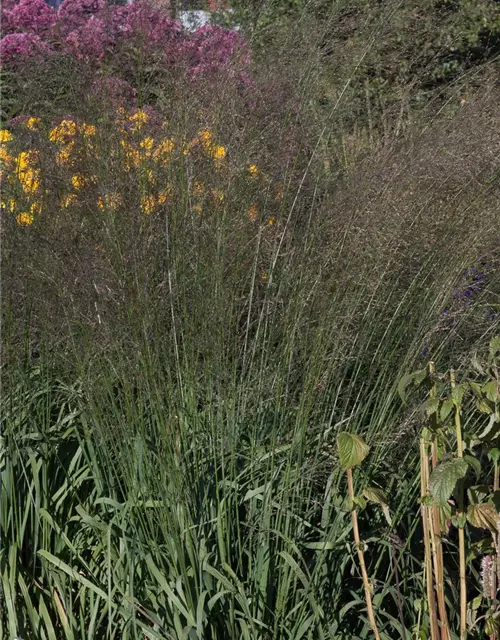 Hohes Garten-Pfeifengras 'Transparent'