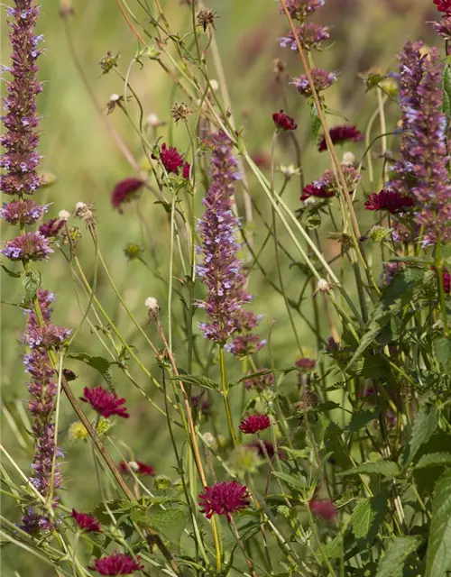 Mazedonische Witwenblume