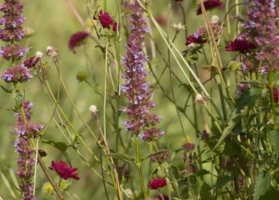 Mazedonische Witwenblume