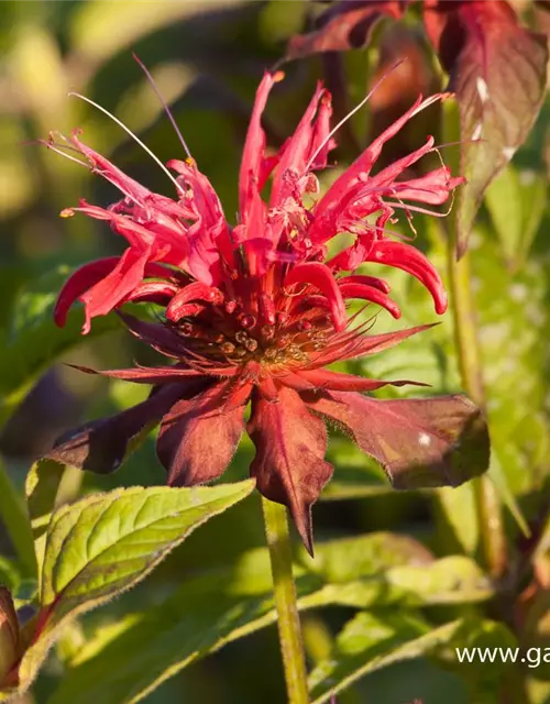 Garten-Indianernessel 'Gardenview Scarlet'