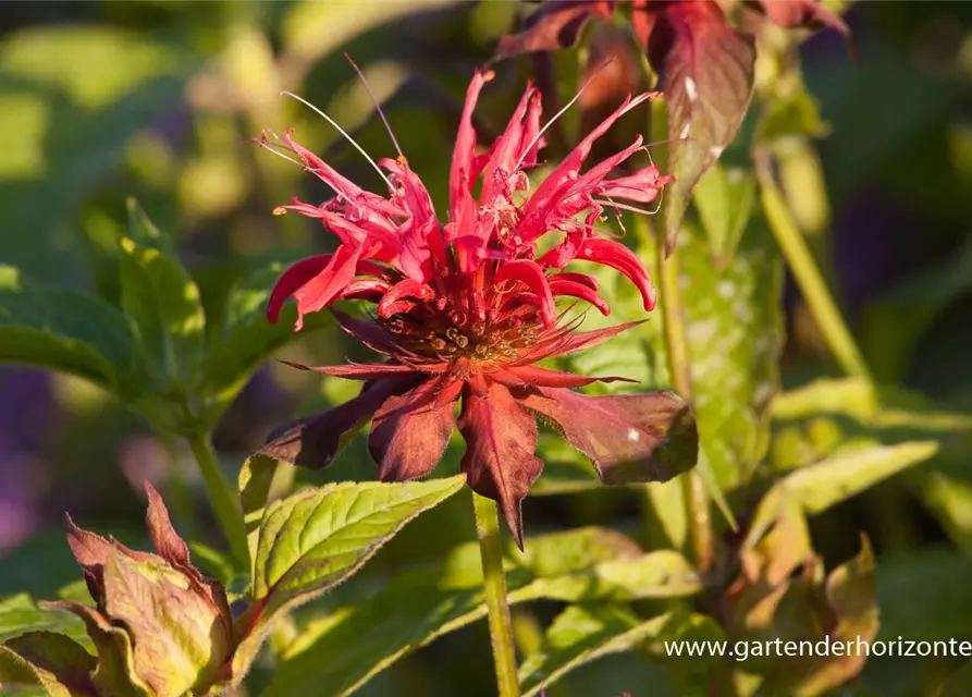 Garten-Indianernessel 'Gardenview Scarlet'