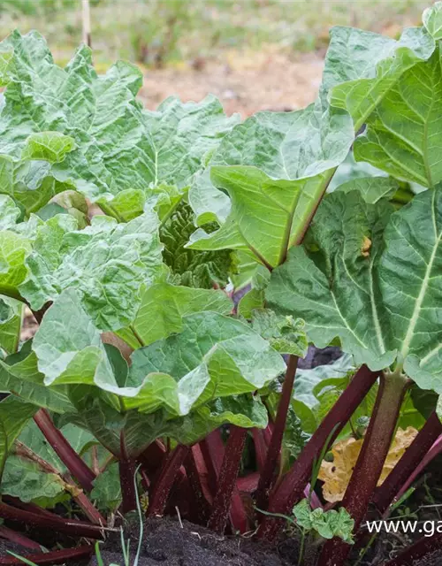 Garten-Rhabarber 'Holsteiner Blut'