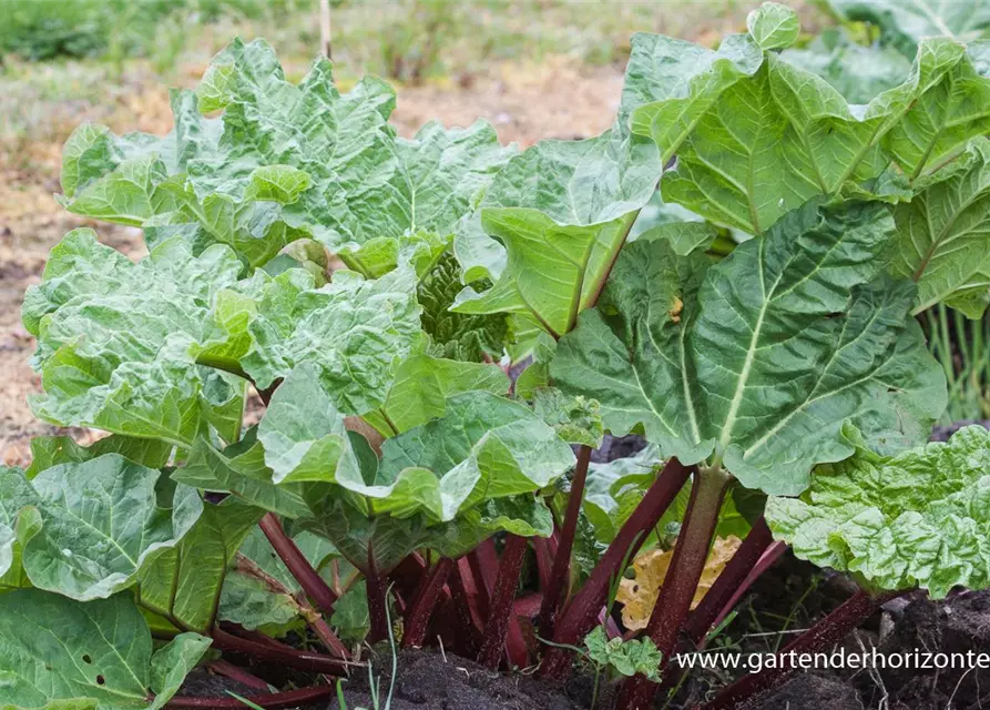 Garten-Rhabarber 'Holsteiner Blut'