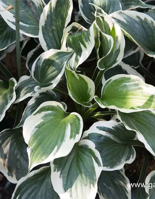 Hosta x fortunei 'Minuteman'