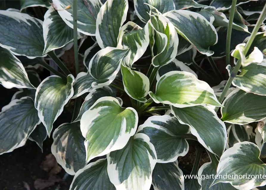 Hosta x fortunei 'Minuteman'