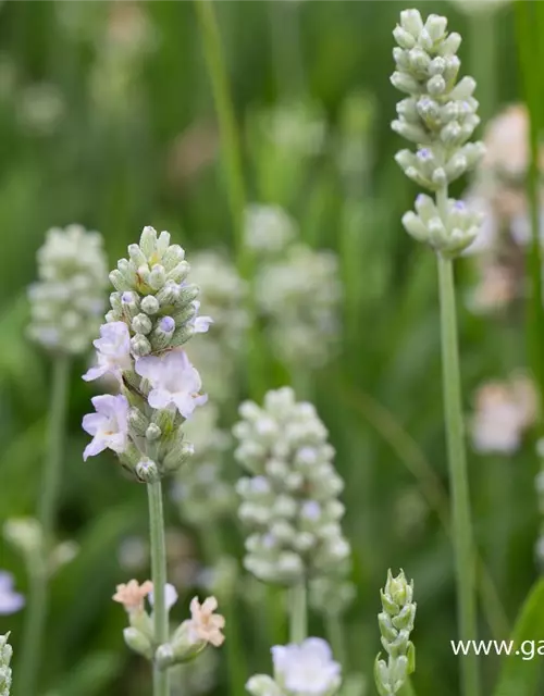 Lavandula angustifolia 'Ellagance Ice'