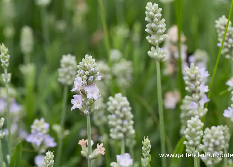 Lavandula angustifolia 'Ellagance Ice'