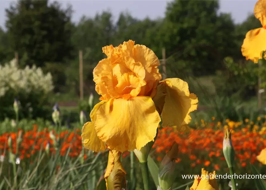 Hohe Garten-Schwertlilie