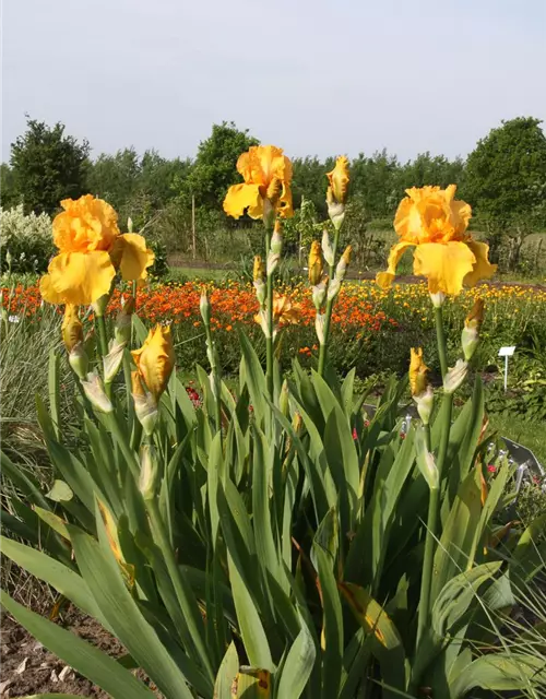 Hohe Garten-Schwertlilie