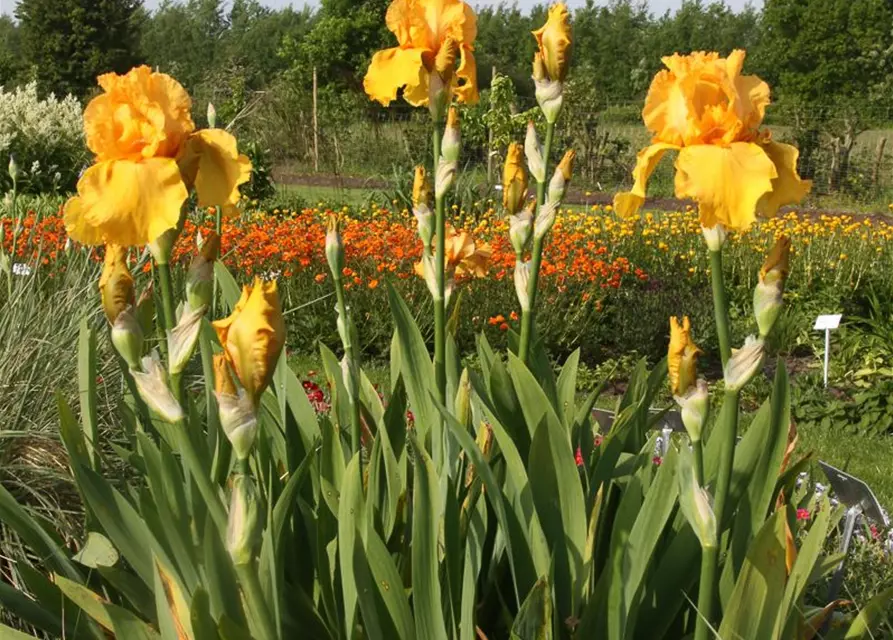 Hohe Garten-Schwertlilie