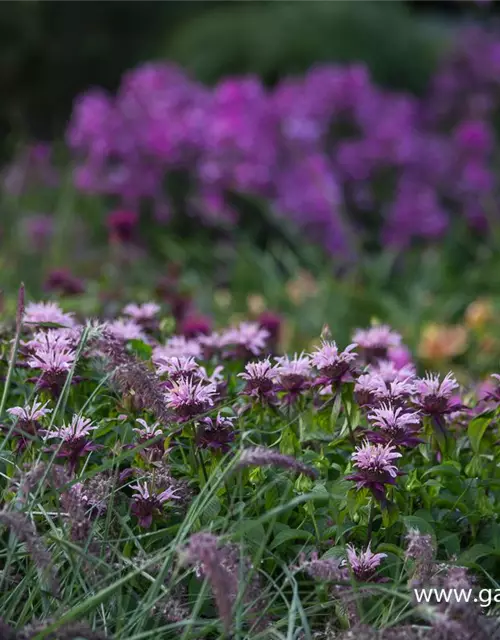 Garten-Indianernessel 'Beauty of Cobham'